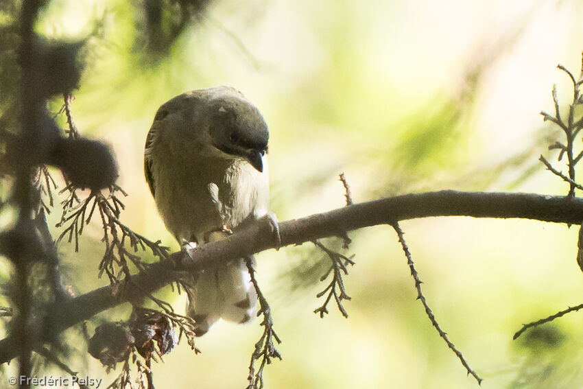 Dwarf Honeyguideadult