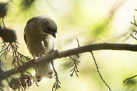 Dwarf Honeyguide