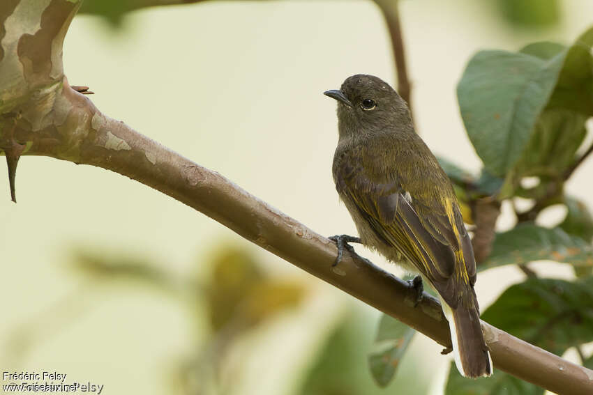 Cassin's Honeybirdadult, identification