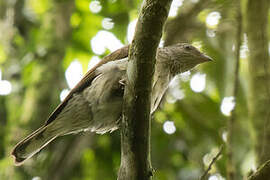 Scaly-throated Honeyguide