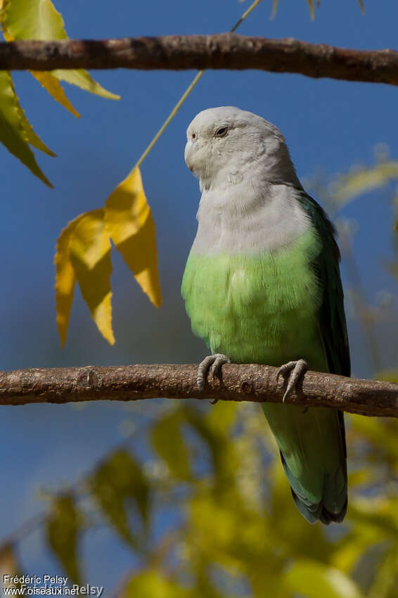 Grey-headed Lovebird male adult, identification