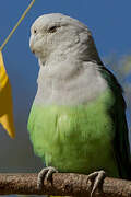 Grey-headed Lovebird