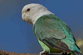 Grey-headed Lovebird