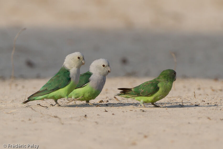 Grey-headed Lovebirdadult