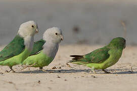 Grey-headed Lovebird