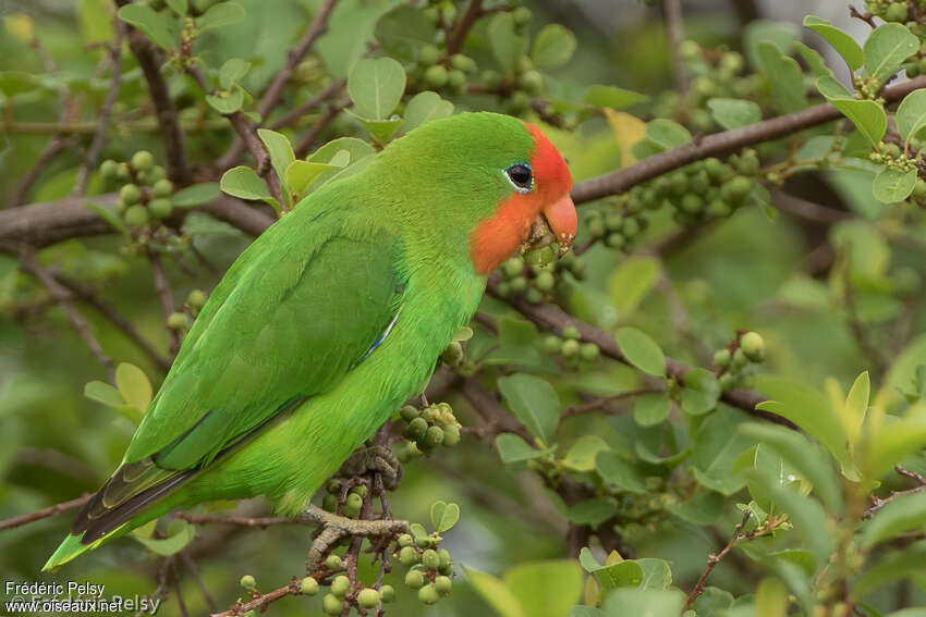 Red-headed Lovebirdadult, identification