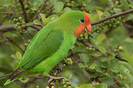 Red-headed Lovebird