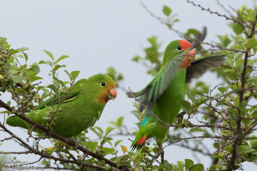 Red-headed Lovebirdadult