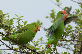 Red-headed Lovebird