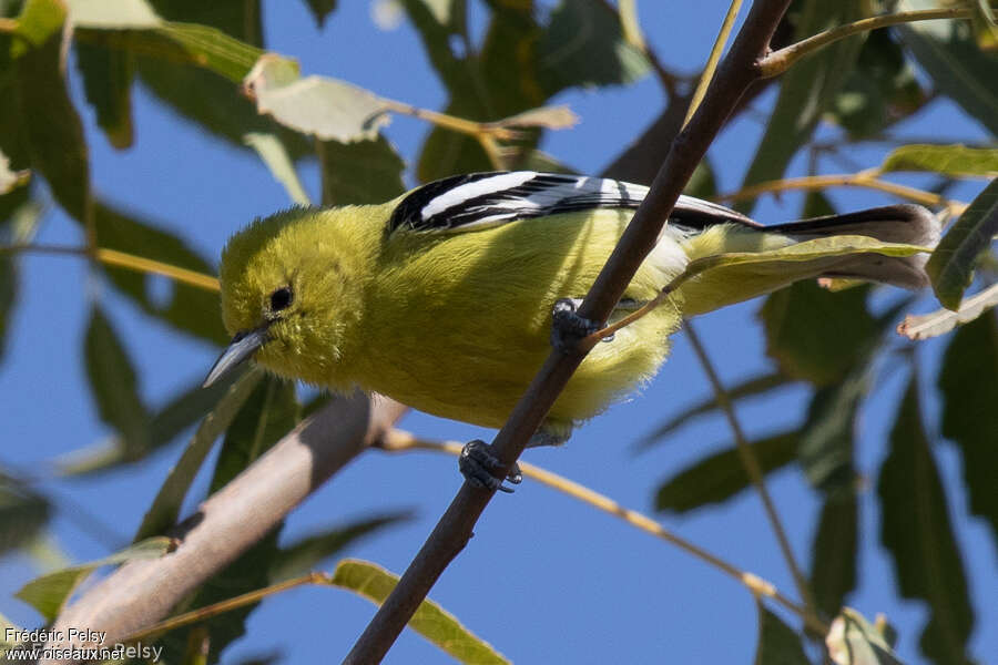 Marshall's Iora female adult post breeding, close-up portrait