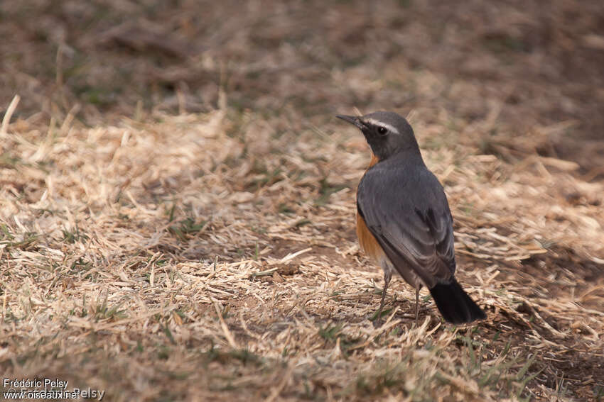 White-throated Robin male adult breeding, pigmentation, Behaviour