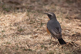 White-throated Robin