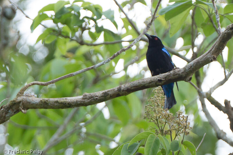 Palawan Fairy-bluebirdadult