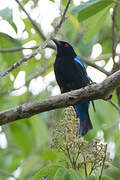 Palawan Fairy-bluebird