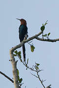 Forest Wood Hoopoe