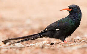 Green Wood Hoopoe