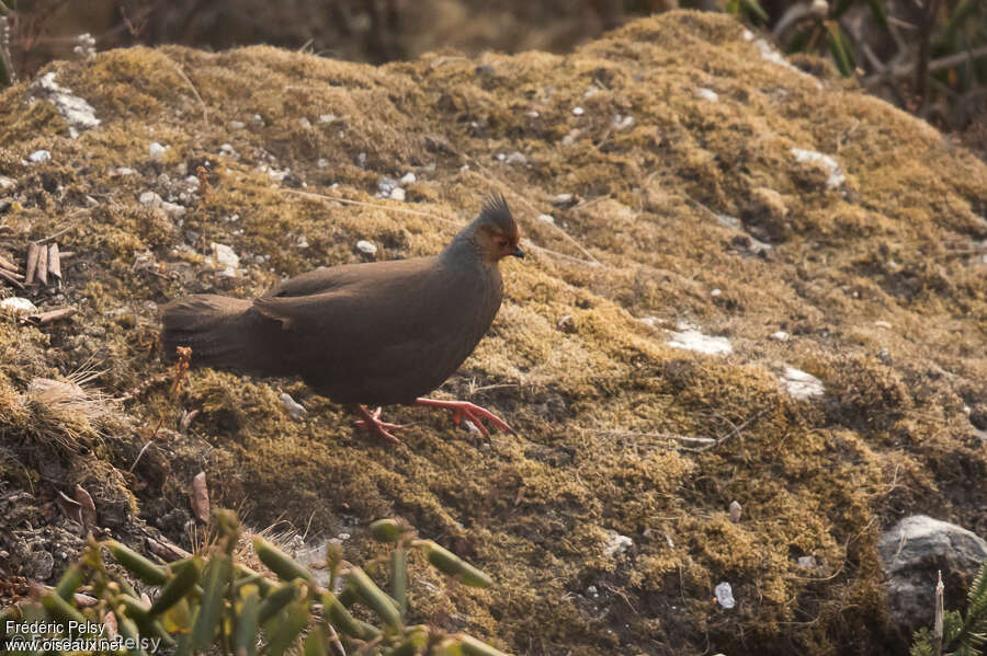 Blood Pheasant female adult