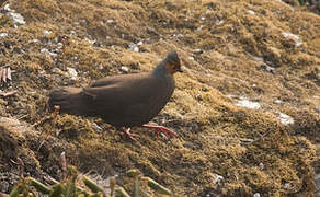 Blood Pheasant