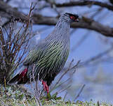 Ithagine ensanglantée