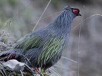 Ithagine ensanglantée