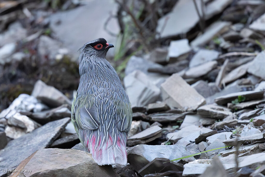 Ithagine ensanglantée mâle
