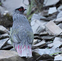 Ithagine ensanglantée