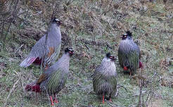 Ithagine ensanglantée