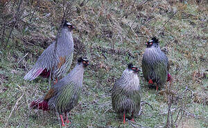 Ithagine ensanglantée
