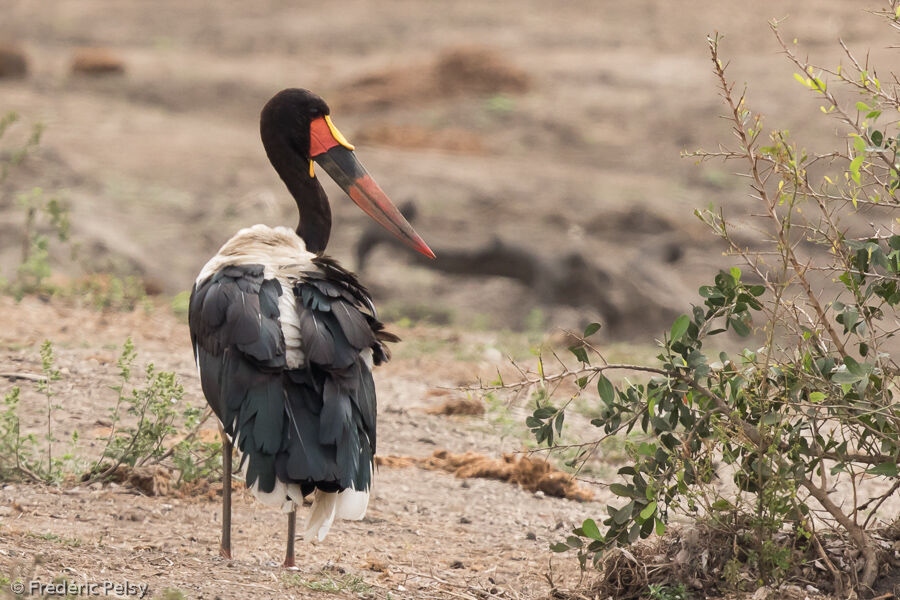 Jabiru d'Afrique mâle adulte