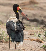 Saddle-billed Stork