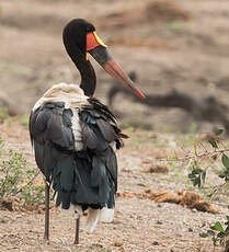 Jabiru d'Afrique