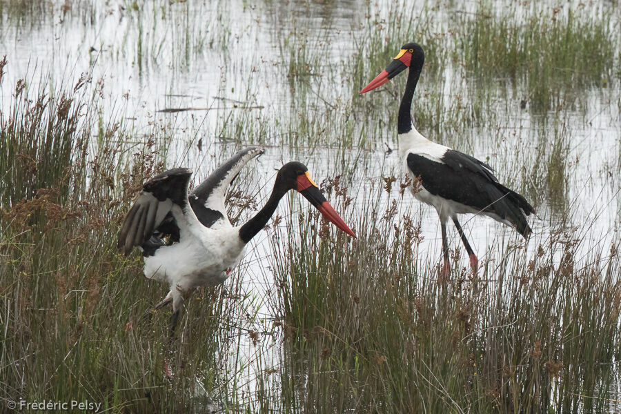 Jabiru d'Afriqueadulte