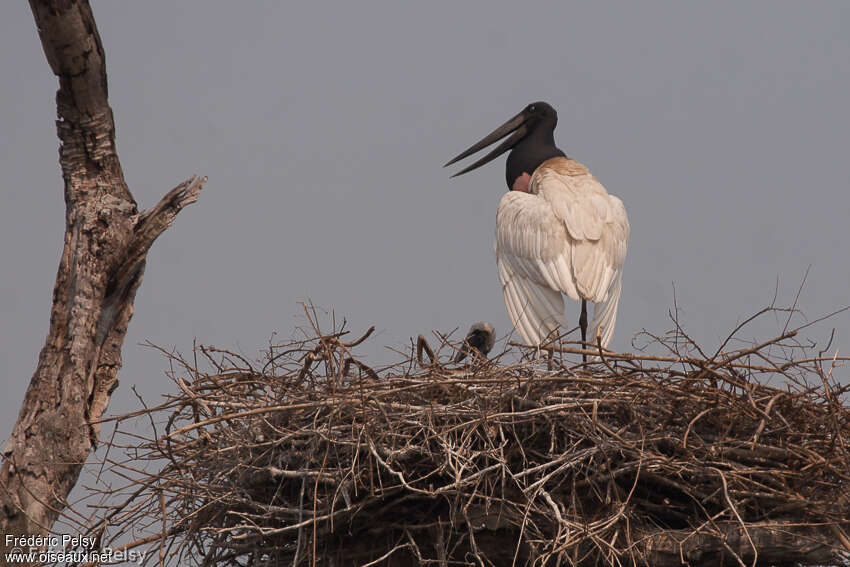 Jabiru, Reproduction-nesting