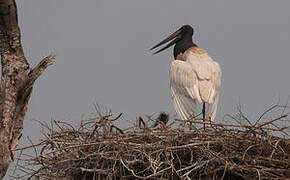 Jabiru d'Amérique