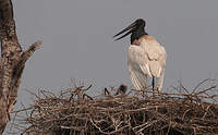 Jabiru d'Amérique