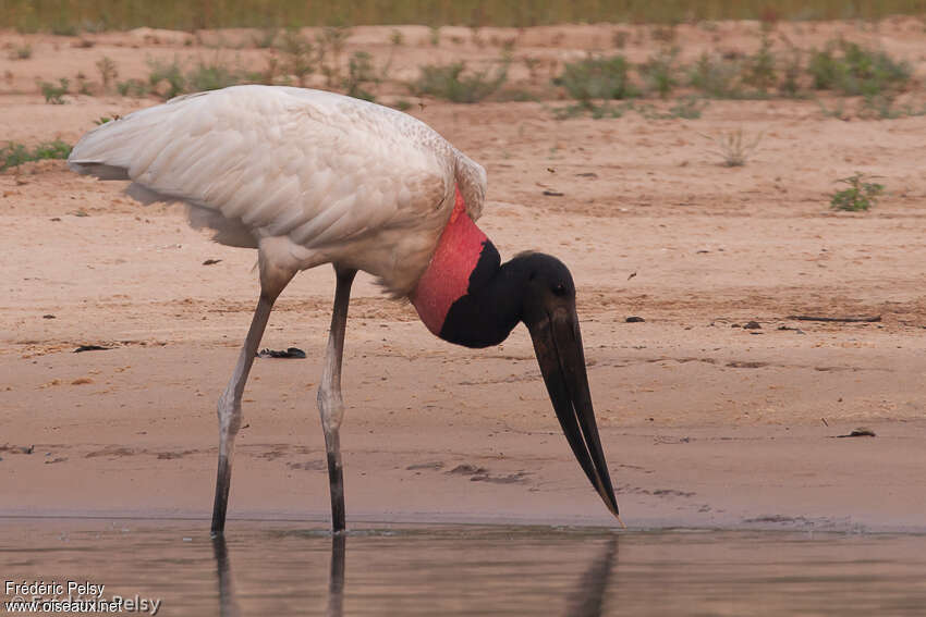 Jabiru d'Amériqueadulte, habitat, pêche/chasse