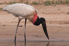 Jabiru