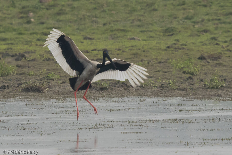 Jabiru d'Asie femelle adulte, Vol