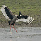 Jabiru d'Asie