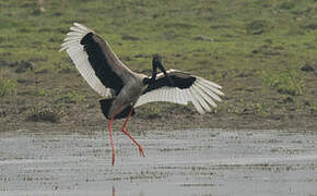 Black-necked Stork