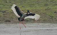 Jabiru d'Asie