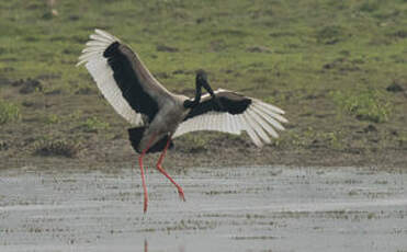 Jabiru d'Asie