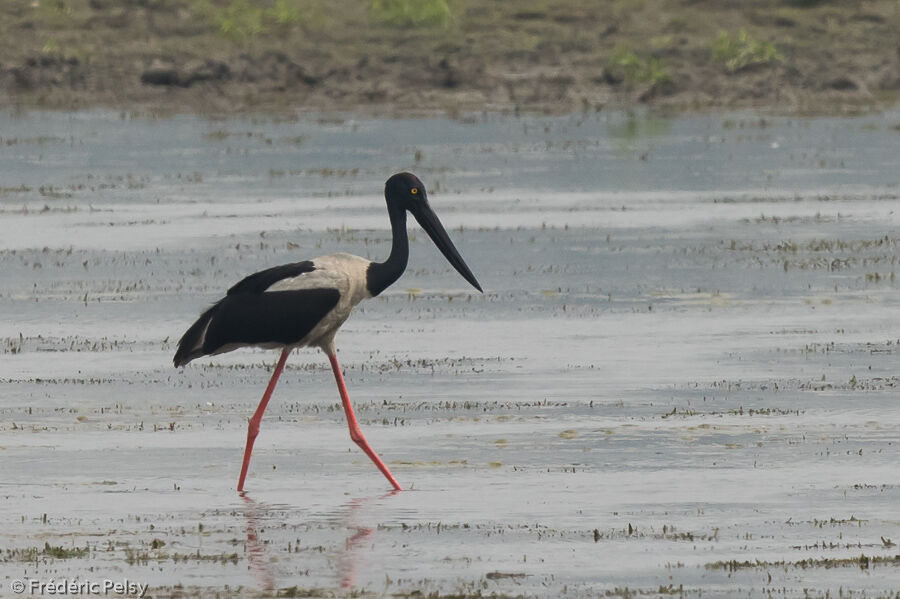 Jabiru d'Asie femelle adulte