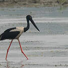 Jabiru d'Asie