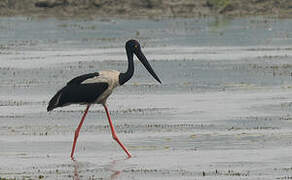 Black-necked Stork