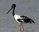 Jabiru d'Asie