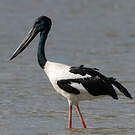 Jabiru d'Asie