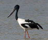 Jabiru d'Asie