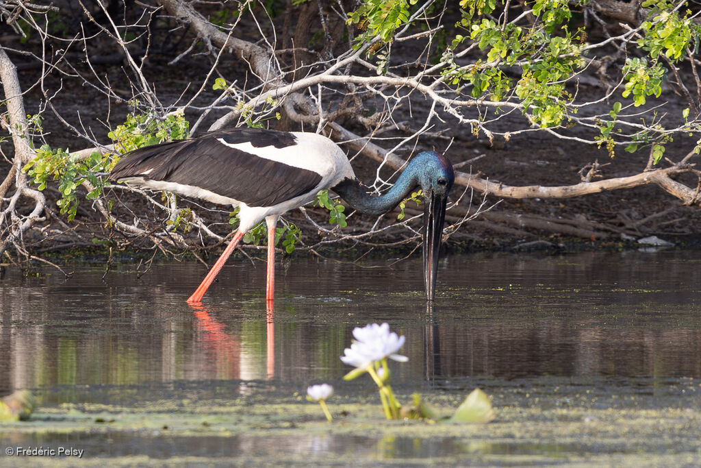 Jabiru d'Asie mâle adulte