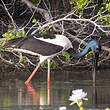 Jabiru d'Asie
